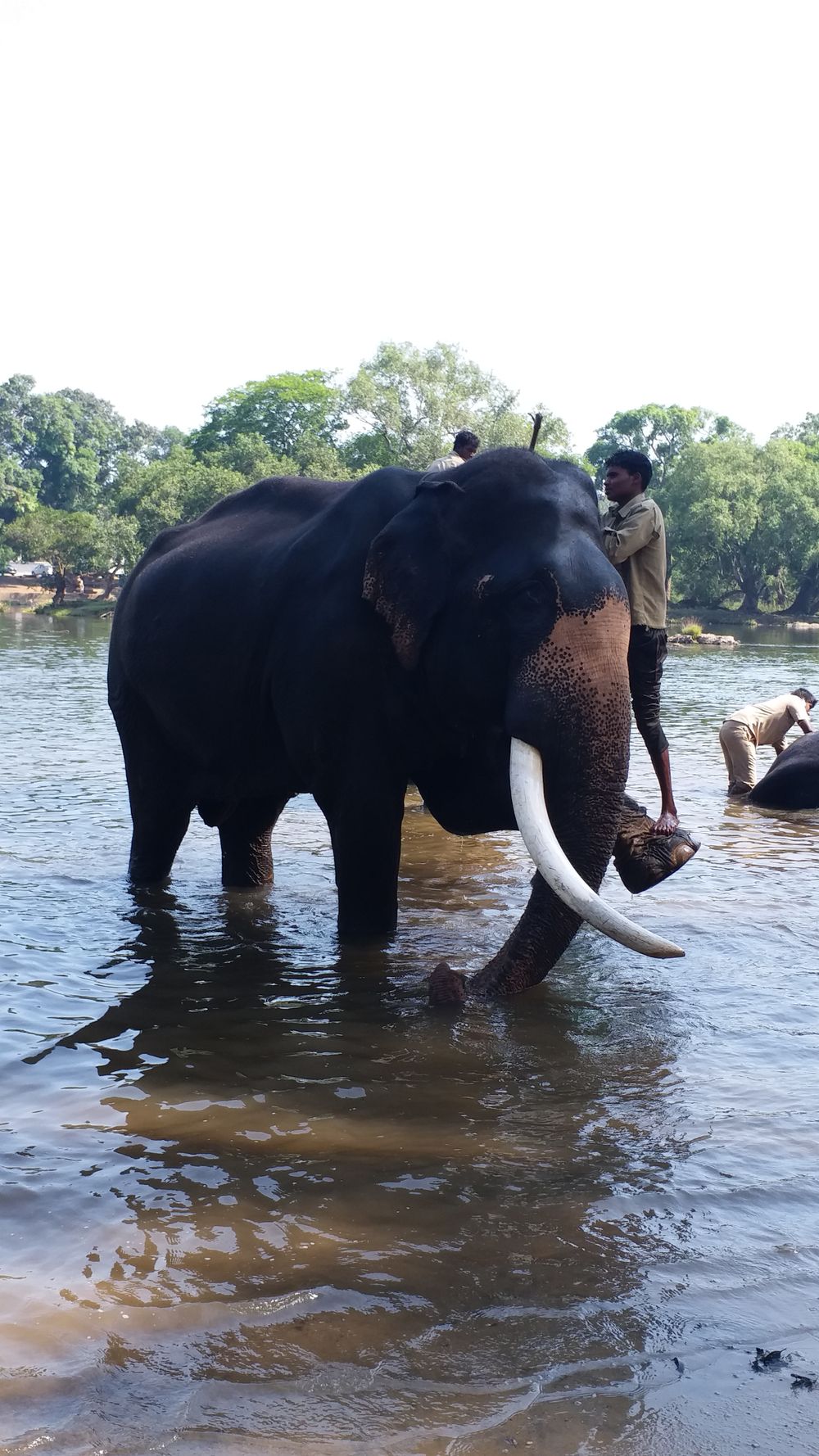 Elephant Bathing